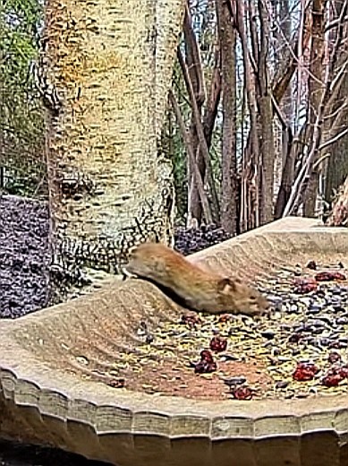 livebirdspoland_6de8ef58d3033524ab9577cd73e4b2bb.jpg