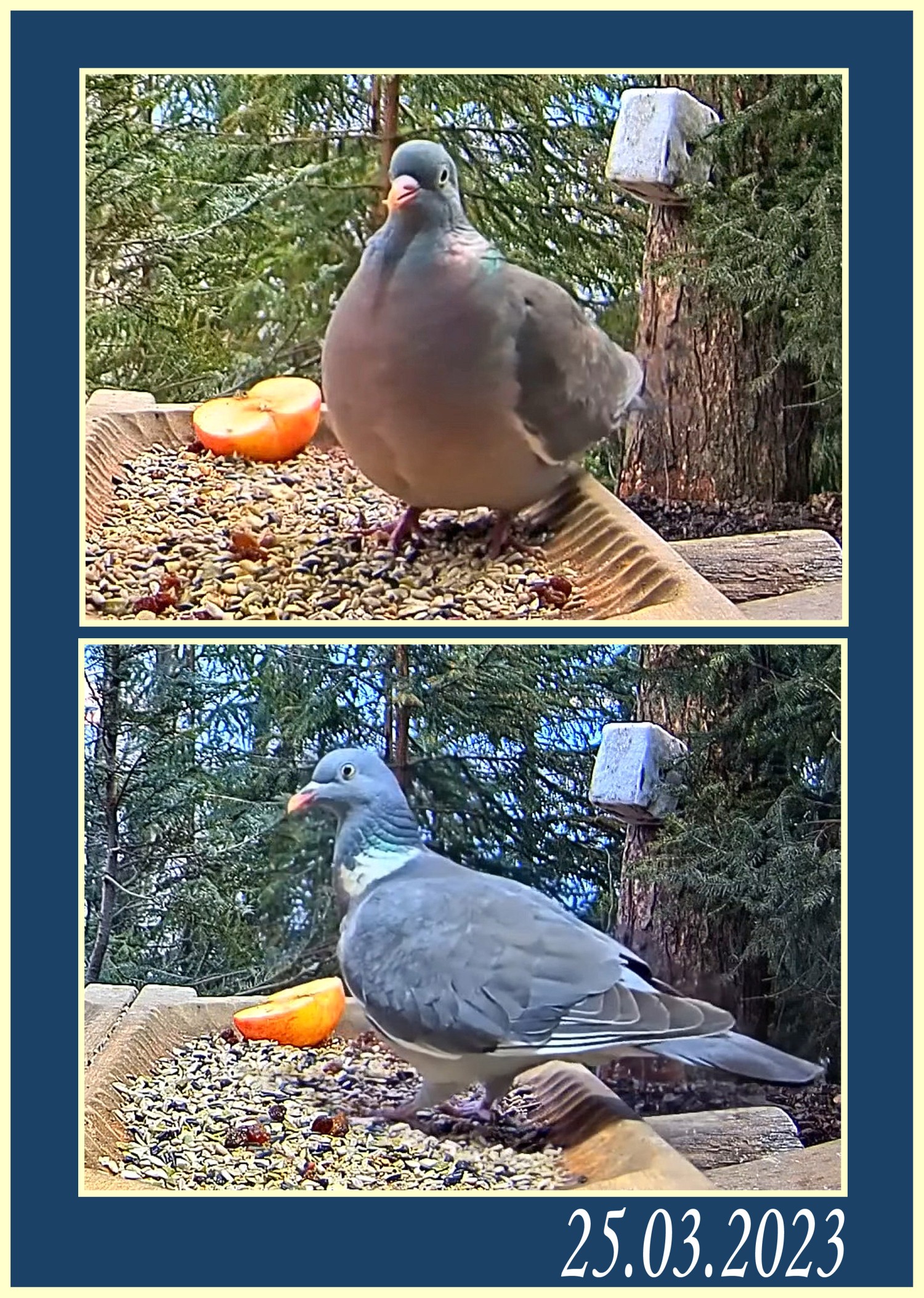livebirdspoland_4e9d265ed005d78297b01e0bdb5183c4.jpg