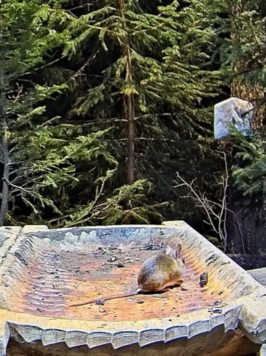 livebirdspoland_367f7c4023932a8de43b36d7fc497b03.jpg