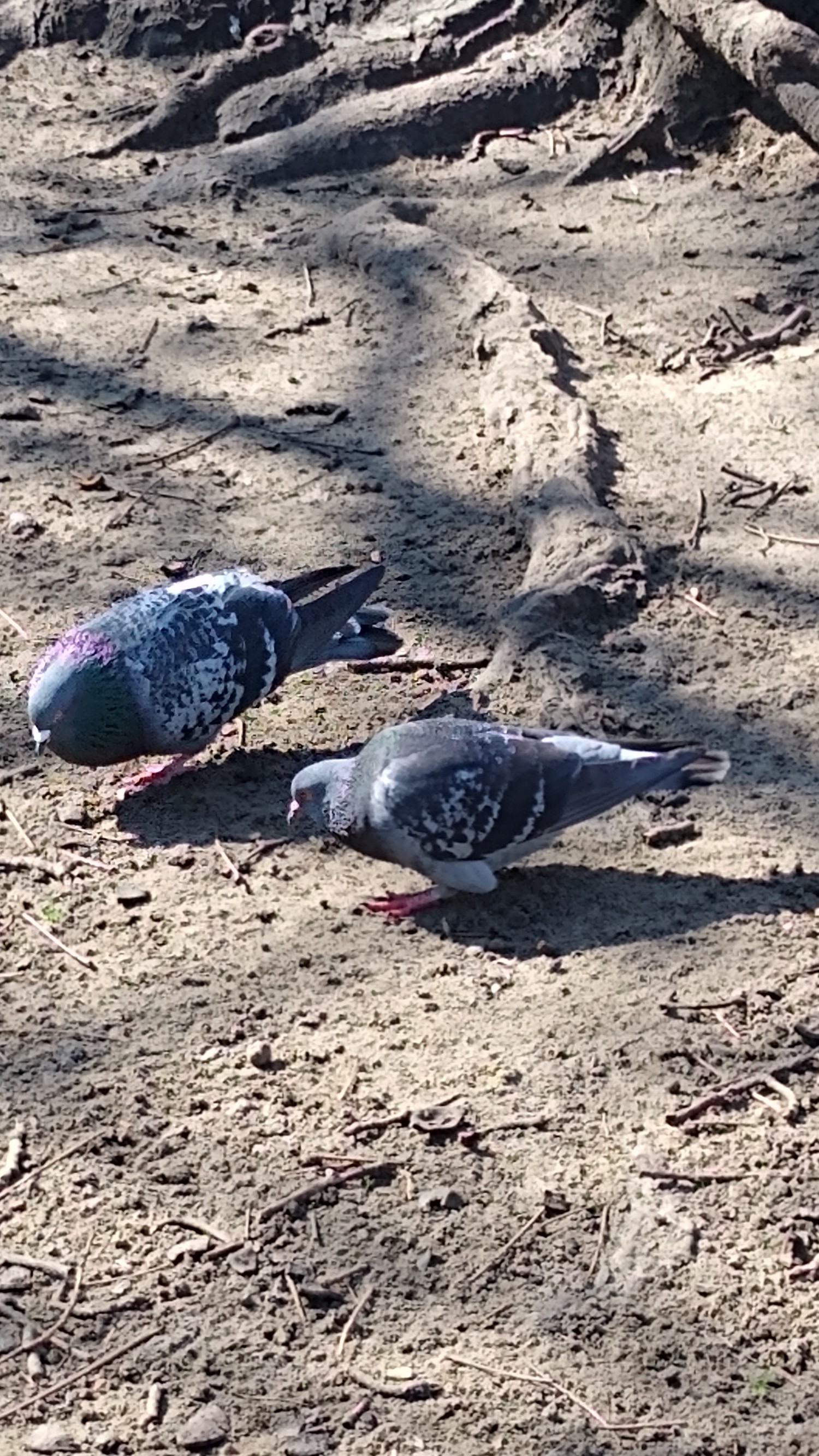 livebirdspoland_2538f716a00b39e0124afbde62bd6002.jpg