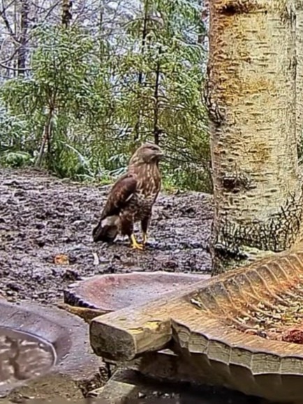 livebirdspoland_2fed0cad3967f6913f5f2744b700b131.jpg