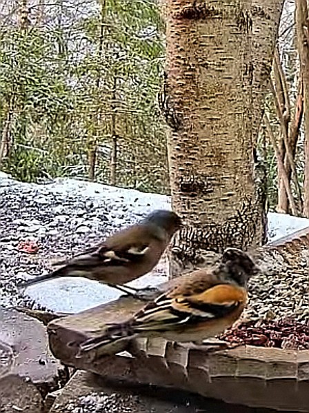 livebirdspoland_5e74c151457dd3480ead87e2fc34f5c7.jpg