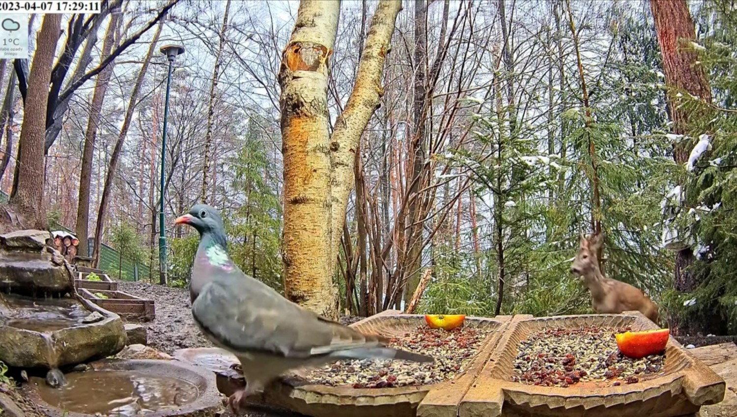 livebirdspoland_2b1ba60dbea5e56825e7dfb7407f9263.jpg