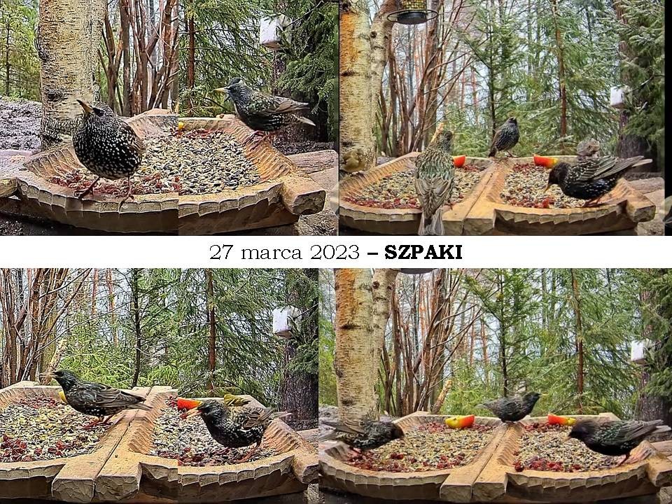 livebirdspoland_cd51e25f013b8c6ff65ab52ee26876c6.jpg