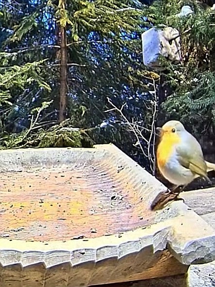 livebirdspoland_e638d46ba1079d497d174633e7f42881.jpg