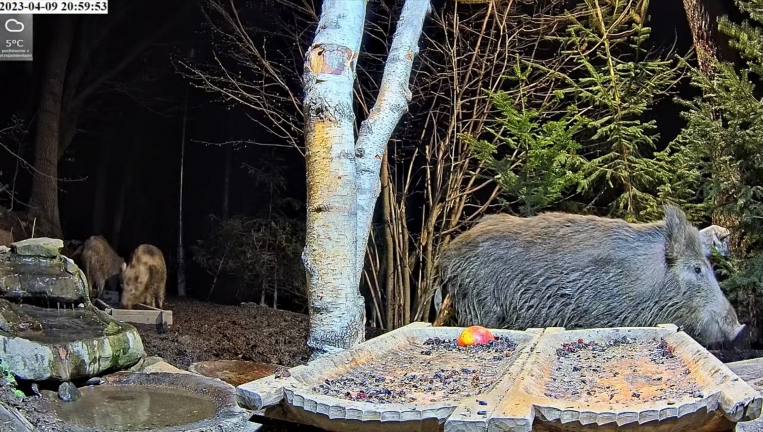 livebirdspoland_bdf1e87f502d0c90eb40cf564150eb79.jpg