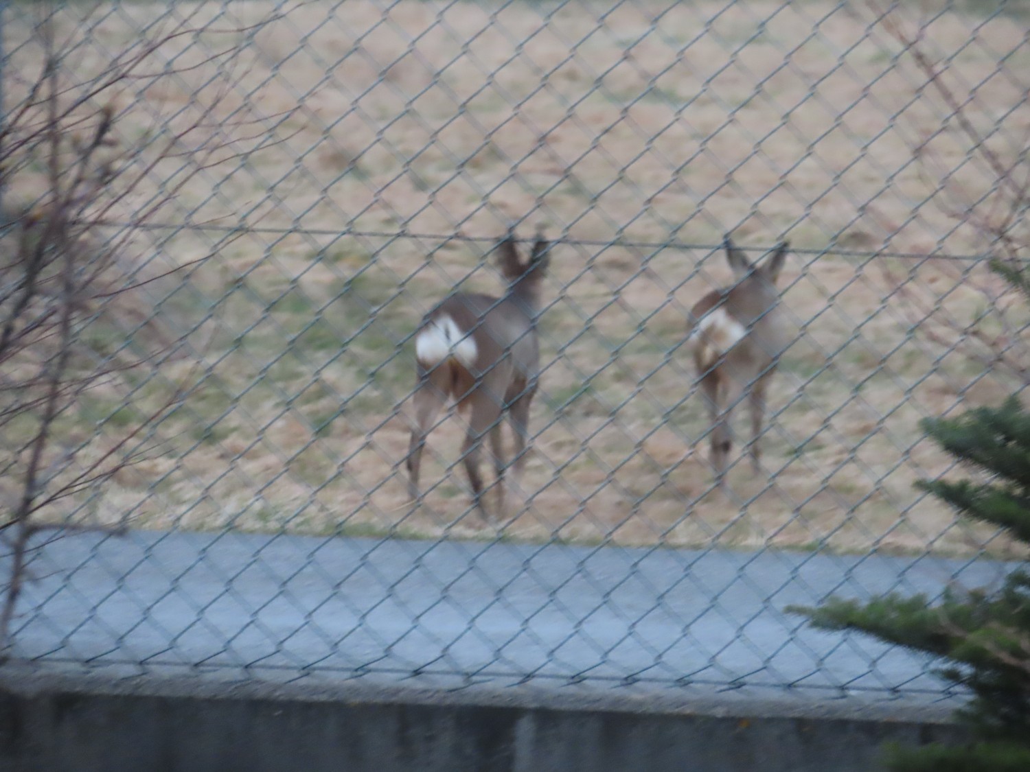 livebirdspoland_84f749d5a1a1d982a50ab0c68db72a0e.jpg