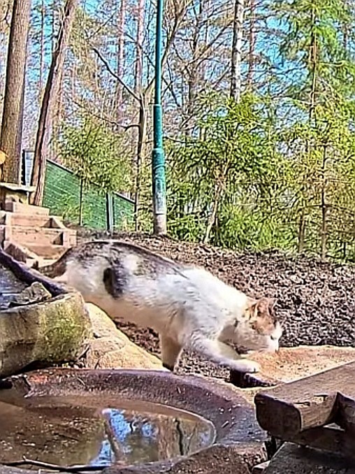 livebirdspoland_dbc77847385d0feab36681167c989862.jpg