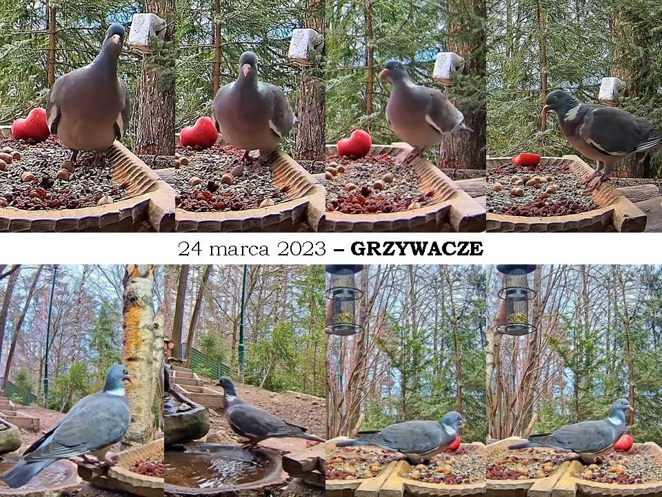 livebirdspoland_02ce45b4d5a9aac9cbd9682a2b1bad3b.jpg