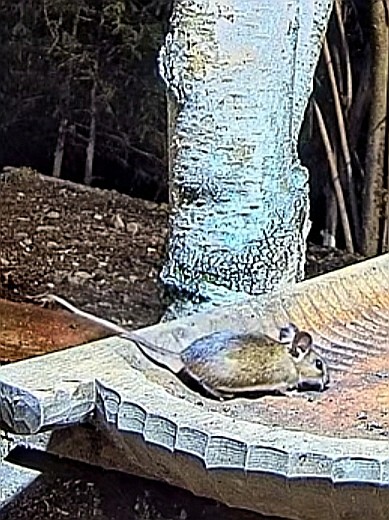 livebirdspoland_9953557845142b1b073cdb8670e73e01.jpg
