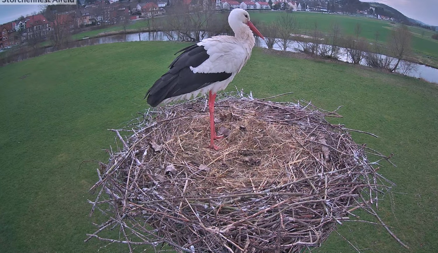 livebirdspoland_d0205969ee8e9221acd7978904b0dfca.png
