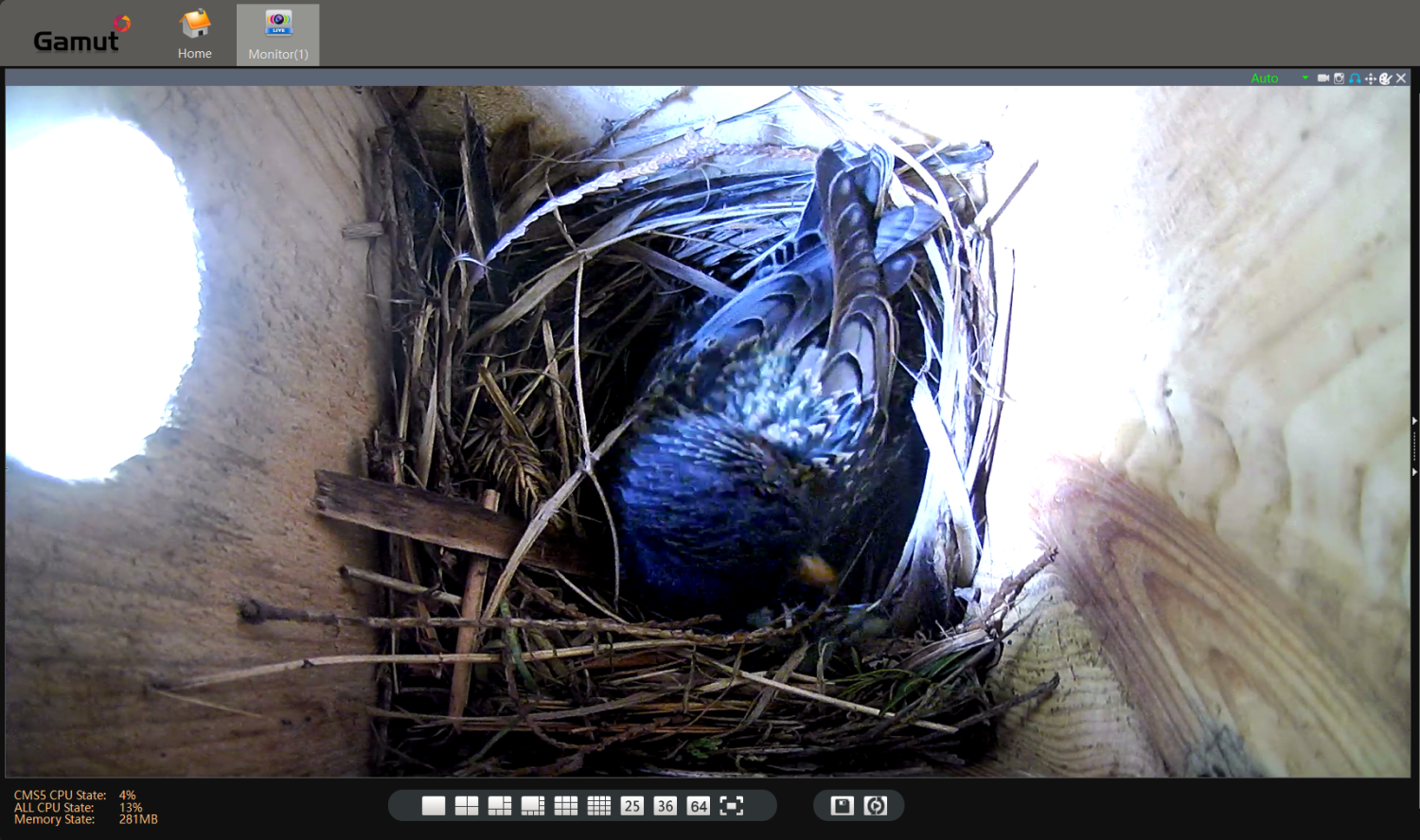 livebirdspoland_56c19eaed8f20f738b9aa48b4a33e4cd.png