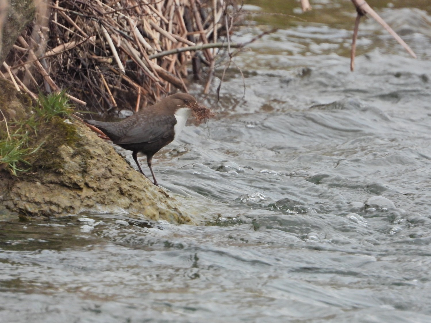livebirdspoland_3970eff24813430fdc4110efa0d6aa30.jpg