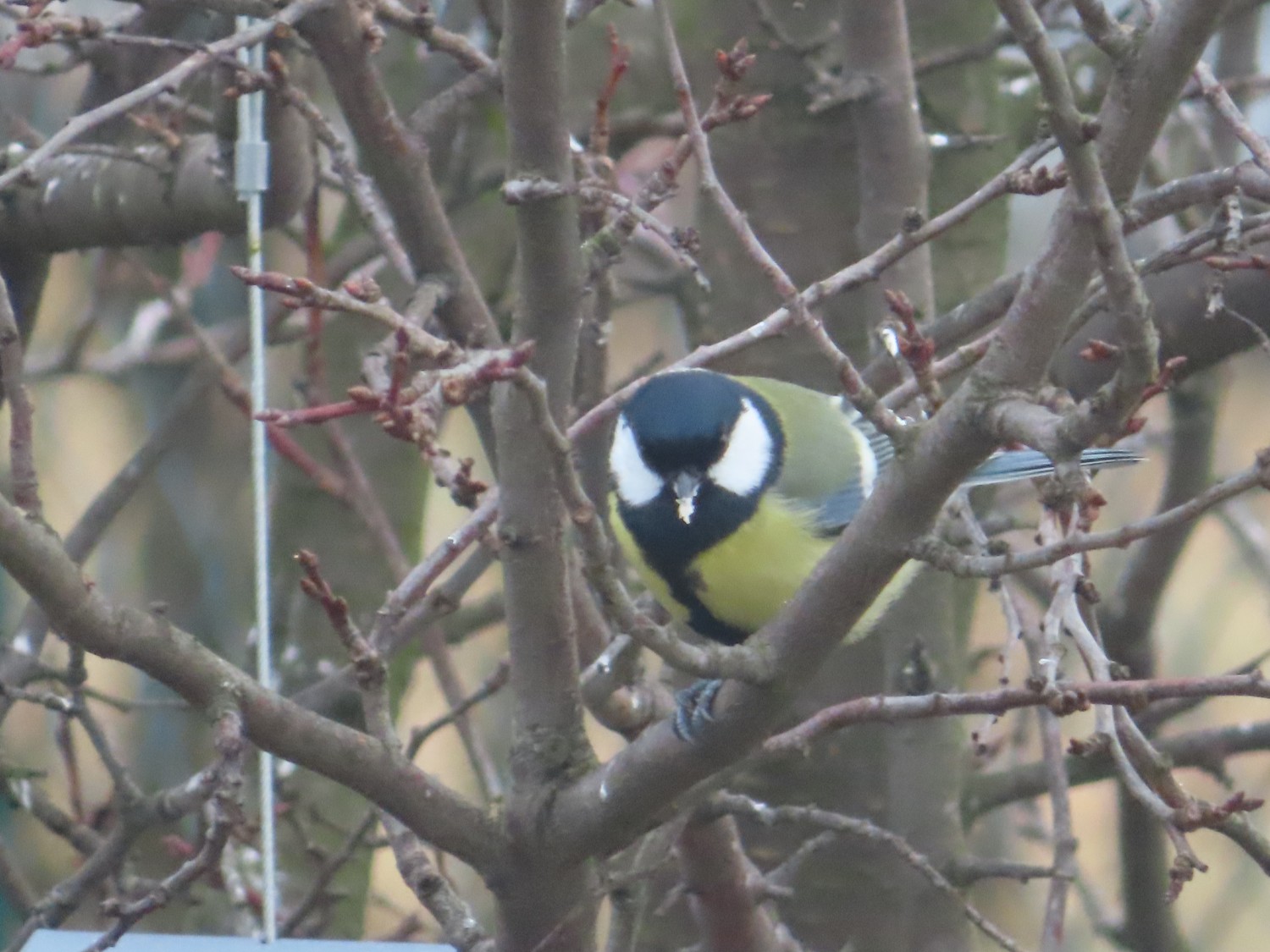 livebirdspoland_eb15de391a37f8dcad131e7f0133aad0.jpg