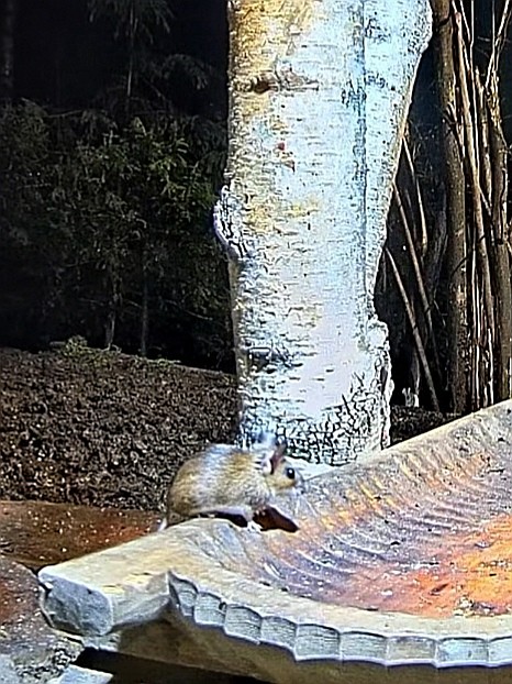 livebirdspoland_587d58050e2636733f54b03309e903ce.jpg