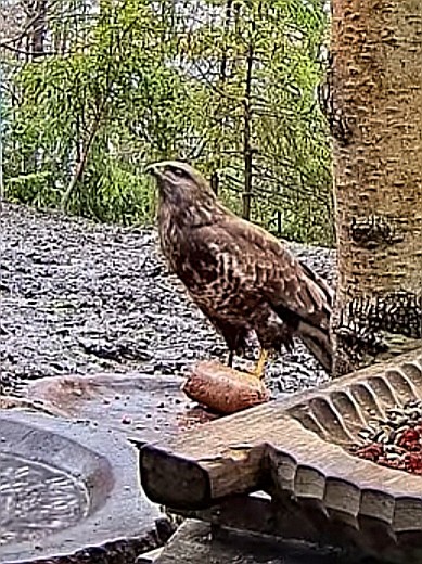 livebirdspoland_70ac8542c4e4517719c9360f19f2872c.jpg