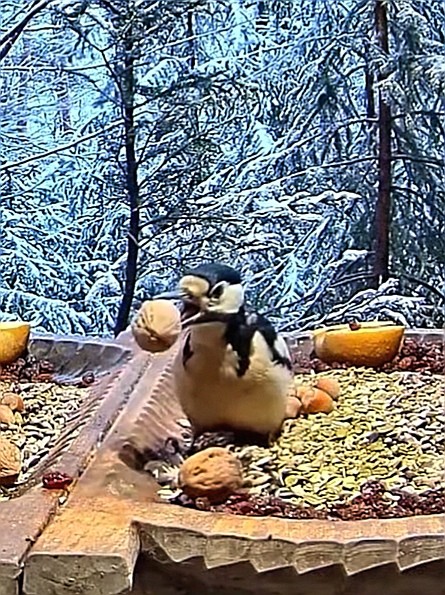 livebirdspoland_d11ee91013cda97d590e52c8900db57c.jpg