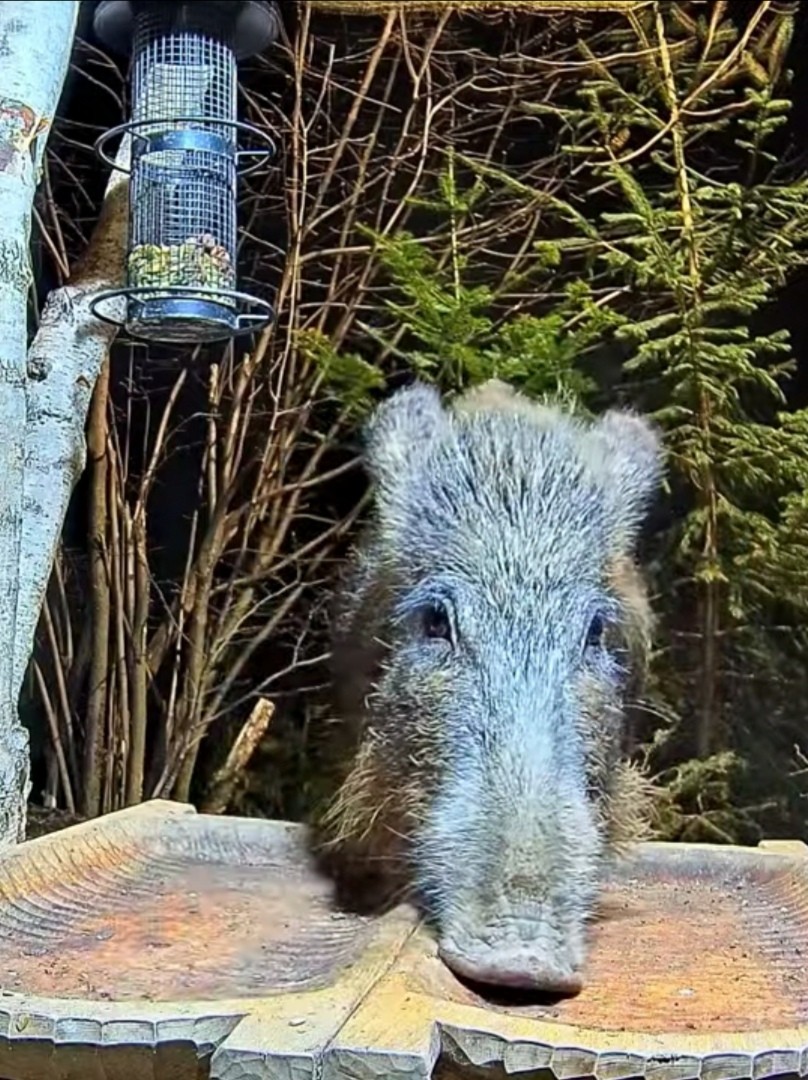 livebirdspoland_5e3c5208d1a4bb88a4370eb1233b80db.jpg