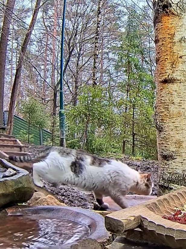 livebirdspoland_0086042122fc0073ddb469d54edb3de4.jpg