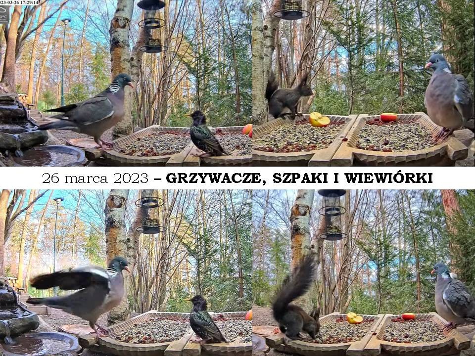 livebirdspoland_93efac486705b90569beea51306a60e1.jpg