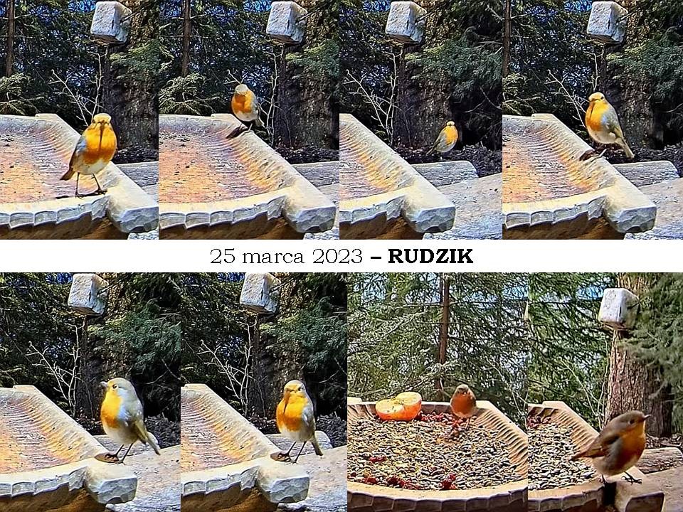 livebirdspoland_420e5191648d3cc1cbda513099beaa73.jpg