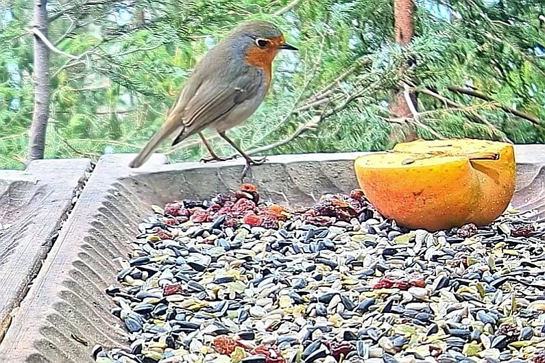 livebirdspoland_54cd0d2e94a1f9b76df719198bcba3be.jpg
