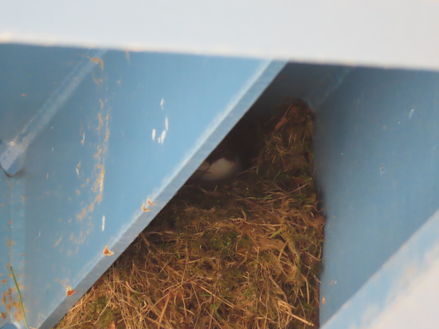 livebirdspoland_8b3d43bb89177d56169ab851071fc015.jpg