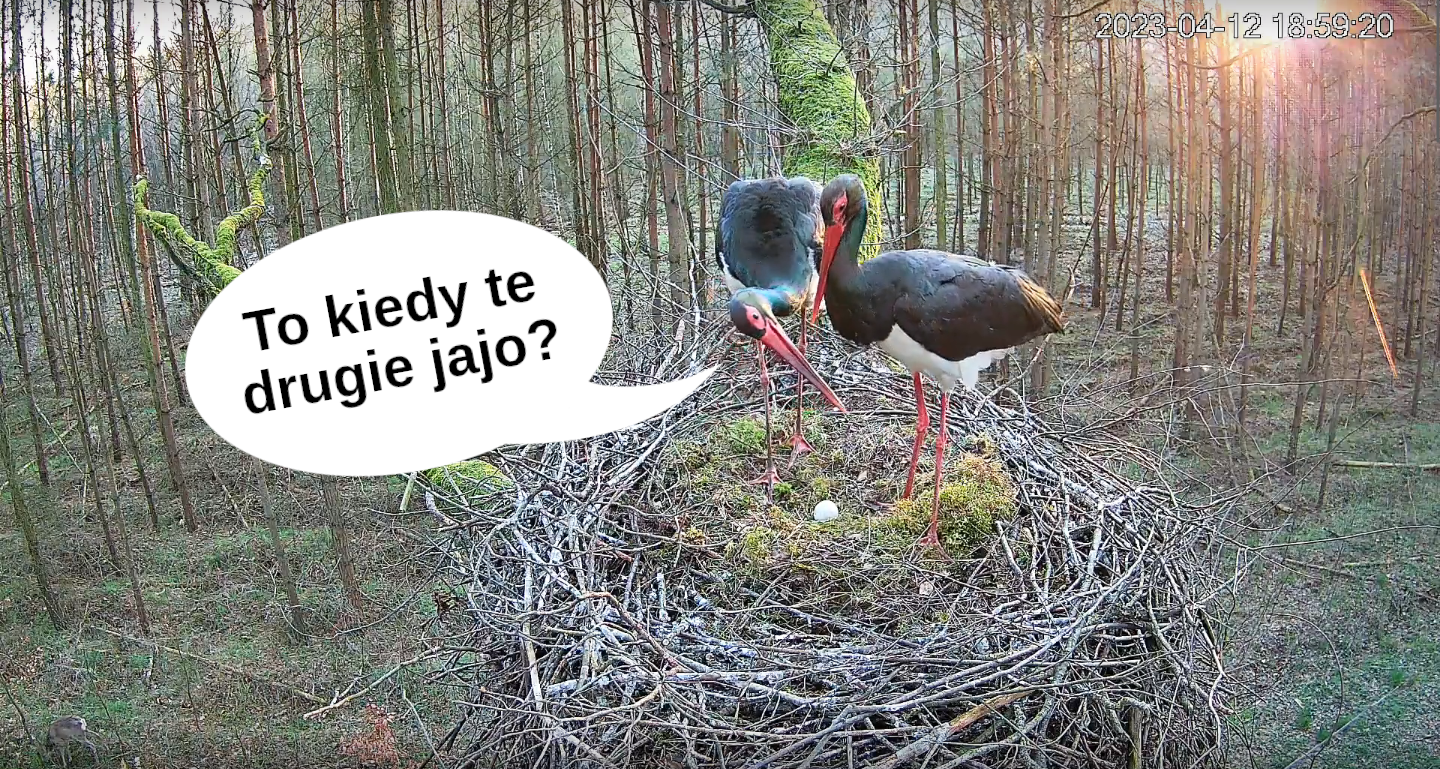 livebirdspoland_65eafb904097026a7c49267340b248ec.png