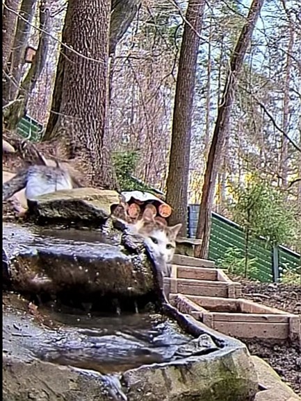 livebirdspoland_cc943a19dcec87f2db55b7d3044f76e1.jpg