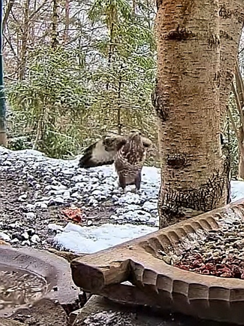 livebirdspoland_b56f74b7380bba1865d6fa21a9fe2916.jpg
