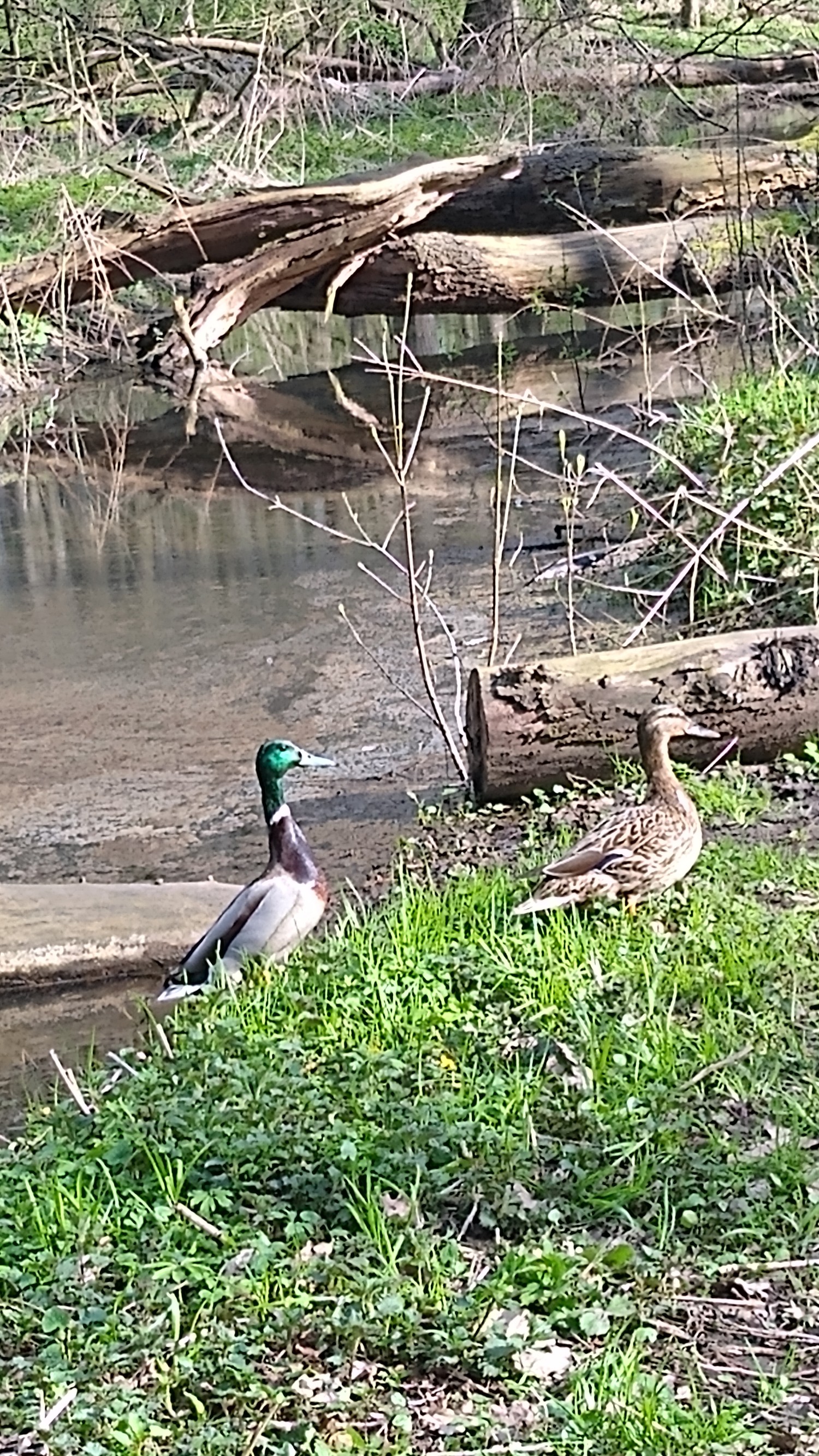 livebirdspoland_fdbb187db435b32f53673a24b39ffdf0.jpg