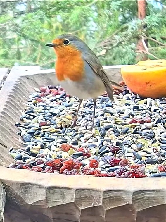 livebirdspoland_ff8ed825b6e4e2cce87327bd2fdc39fe.jpg