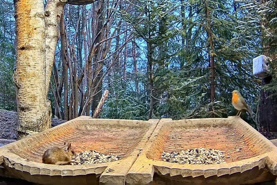 livebirdspoland_8e8fdc12576b5a9c37e713e95a7af85e.jpg
