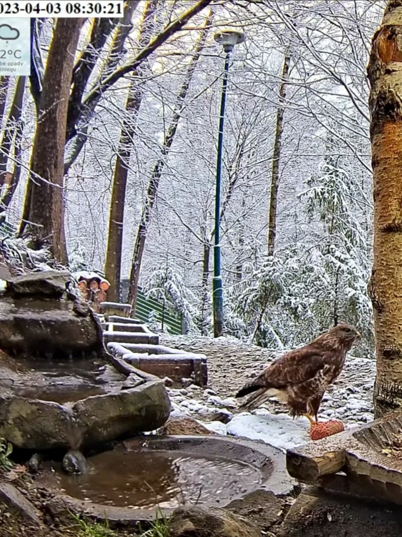 livebirdspoland_0e391c5d75e5fc8f21b2614ef502914e.jpg