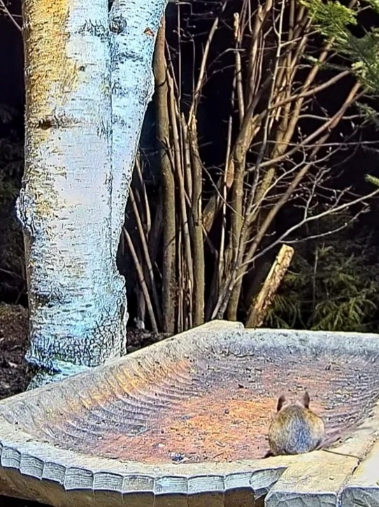 livebirdspoland_de9c355800ecf9f56a3f254918debb92.jpg