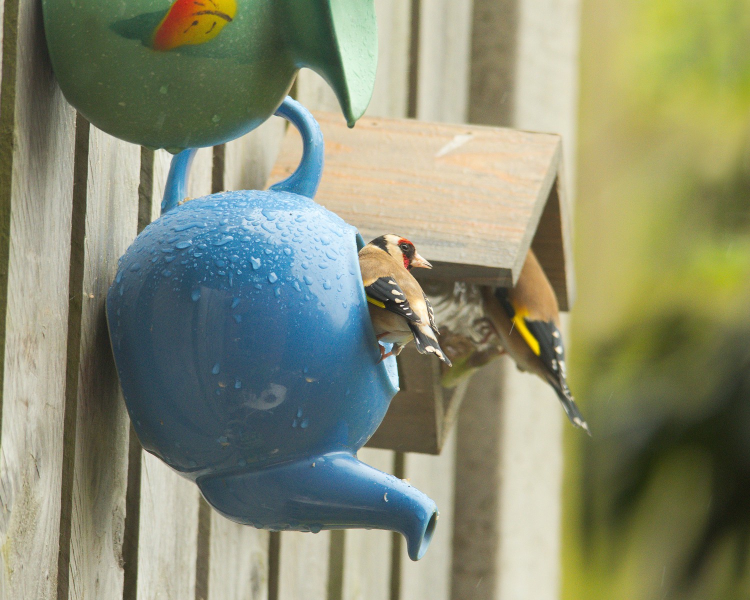 livebirdspoland_d35c8c68dbb3679a57e3a9d8bccef166.jpg
