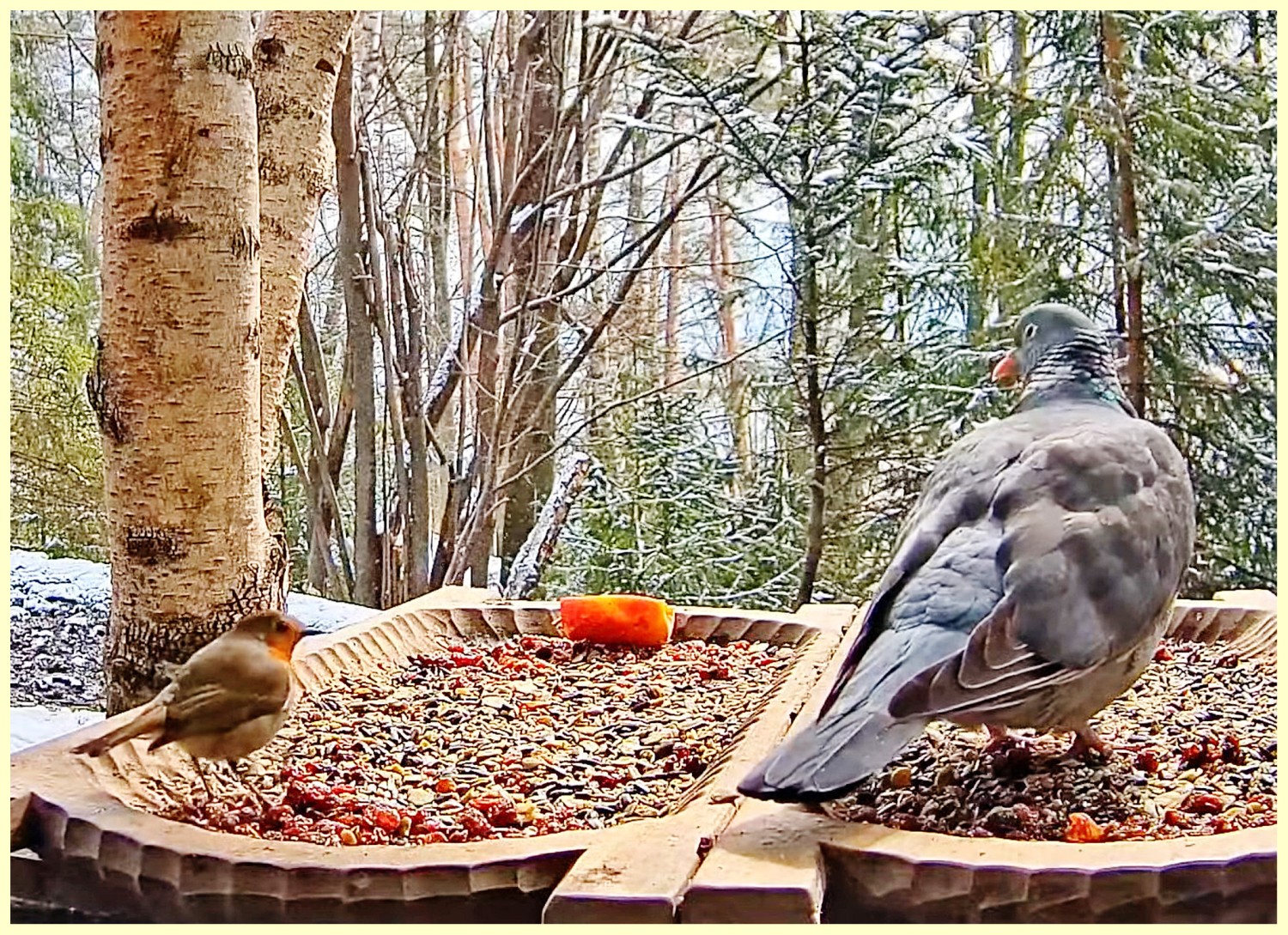 livebirdspoland_793cfc78897bab9d5fdeb2189f506ad4.jpg
