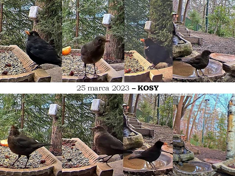 livebirdspoland_36b0e4c441abd36fc04f6ecabc11ad7e.jpg
