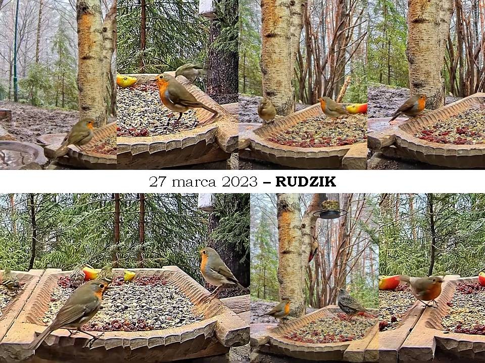 livebirdspoland_7dcff0ad4473992259477e760b480007.jpg