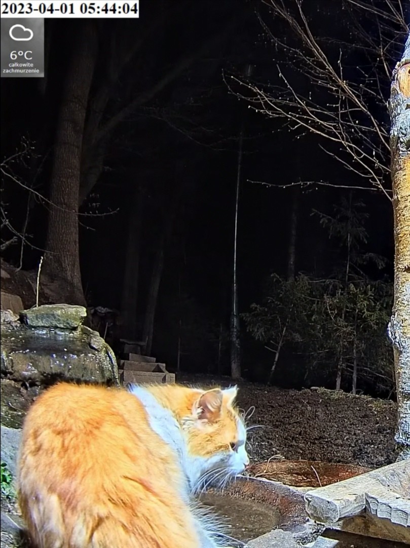 livebirdspoland_ac3798f203756ac337435fca5f89b618.jpg