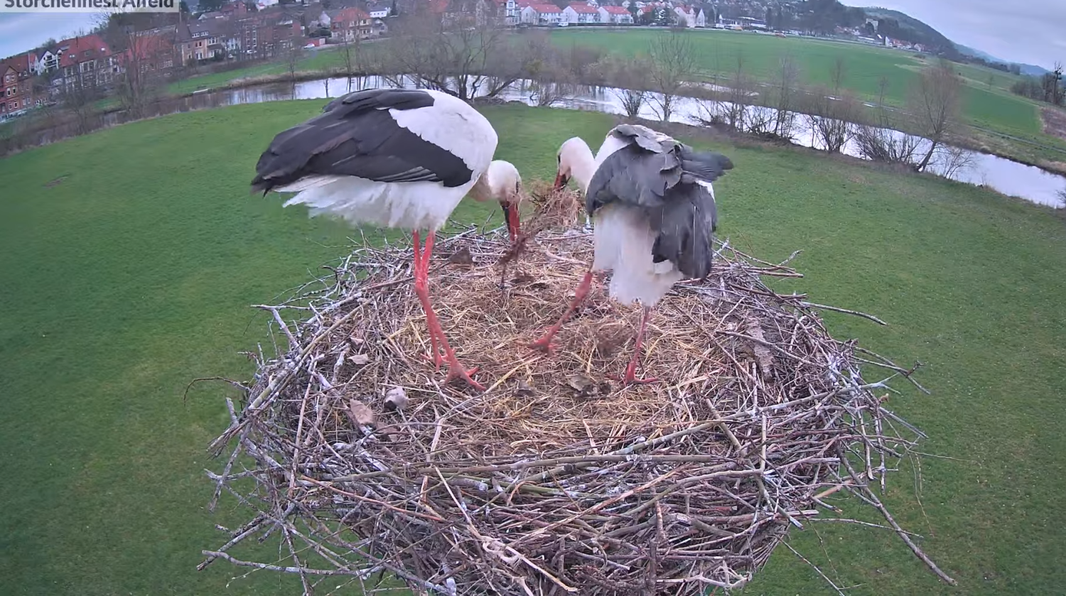 livebirdspoland_0b82a131d516454f92ec71f84286ae28.png