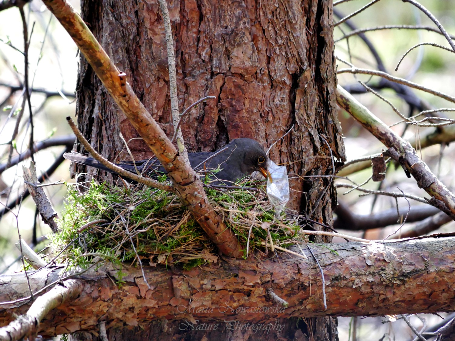 livebirdspoland_2aabea4bfc60cf772d0619c9b0ac54bc.jpg