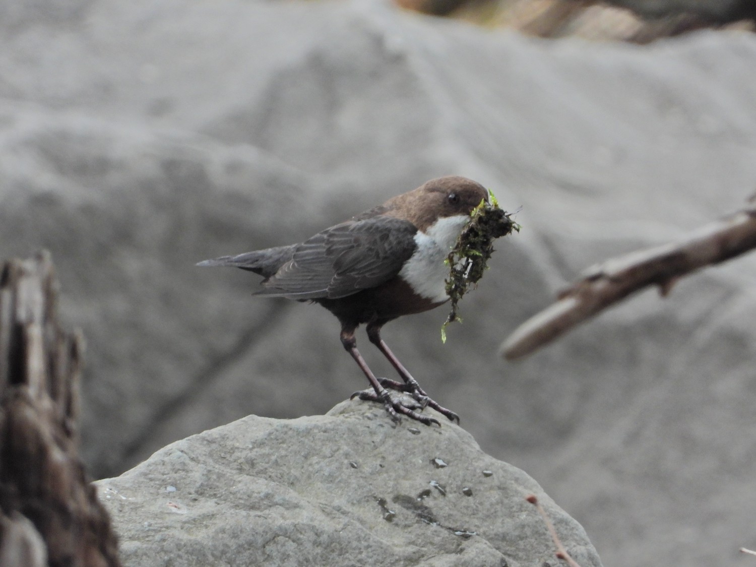 livebirdspoland_29cd525fbb78bcc3b6b3daabe974d42d.jpg