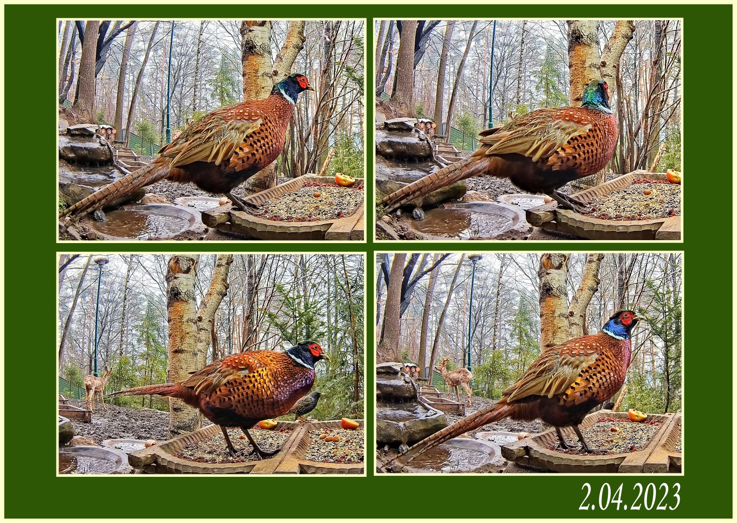 livebirdspoland_b0c0f0c967378a4de6574bb9bd8b4c60.jpg