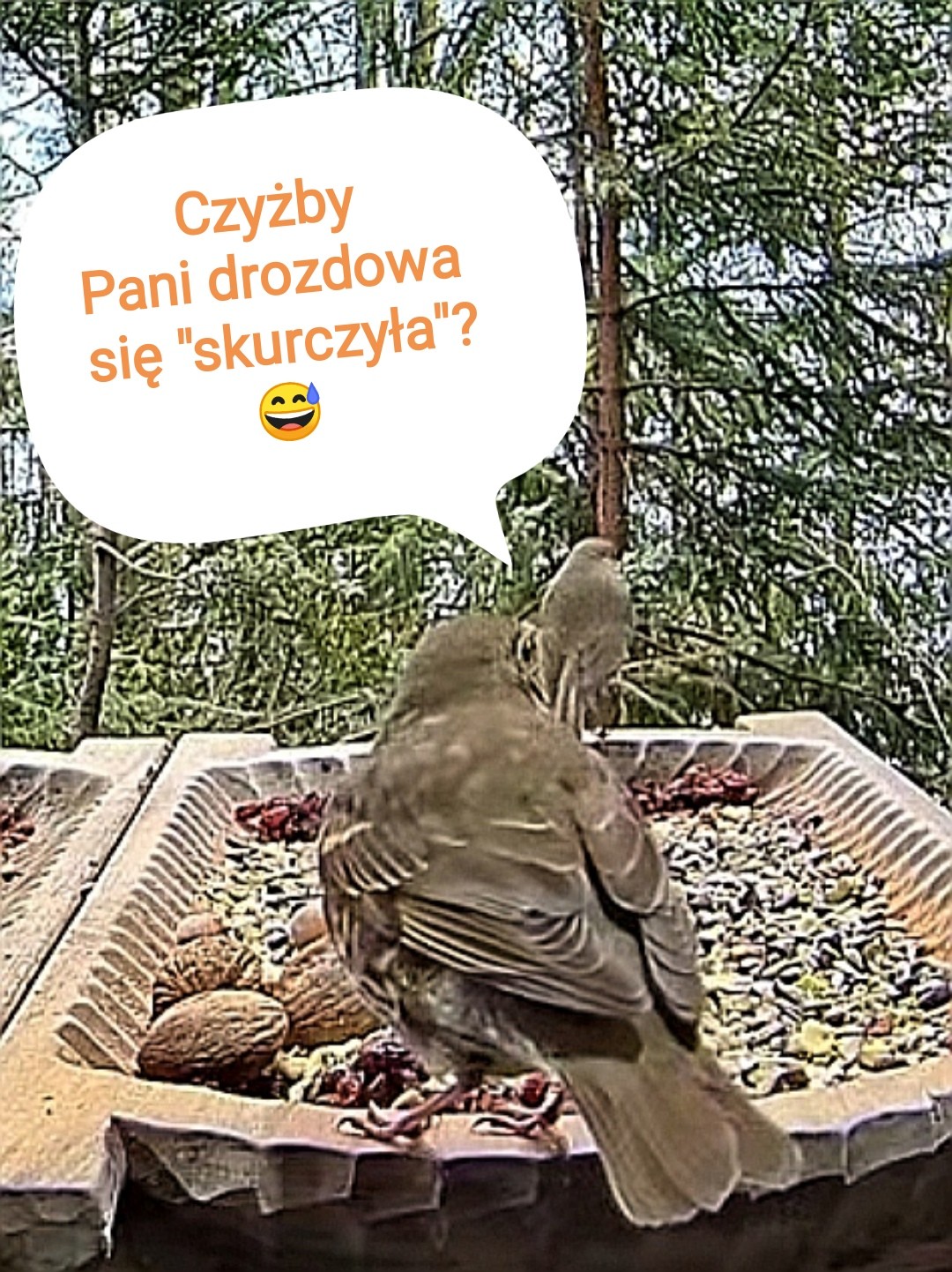 livebirdspoland_da65799b356728418f04f0c807ad2c4f.jpg