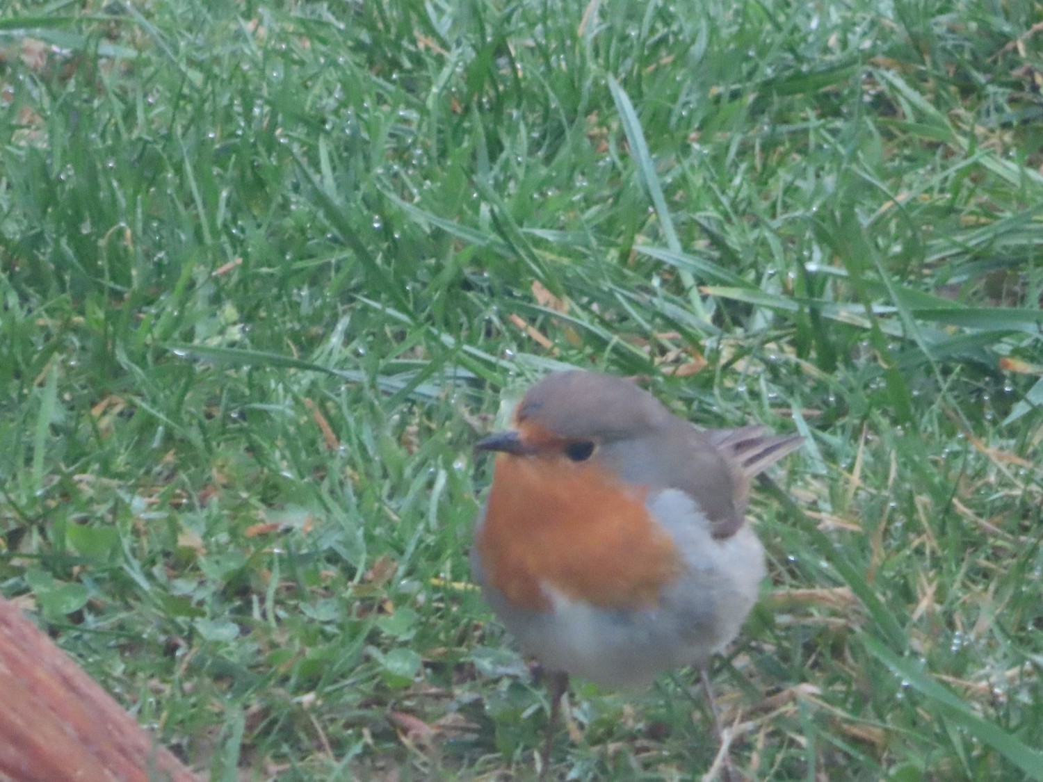 livebirdspoland_17b61c09dbfcab9dbcd4760ff48b4b4d.jpg