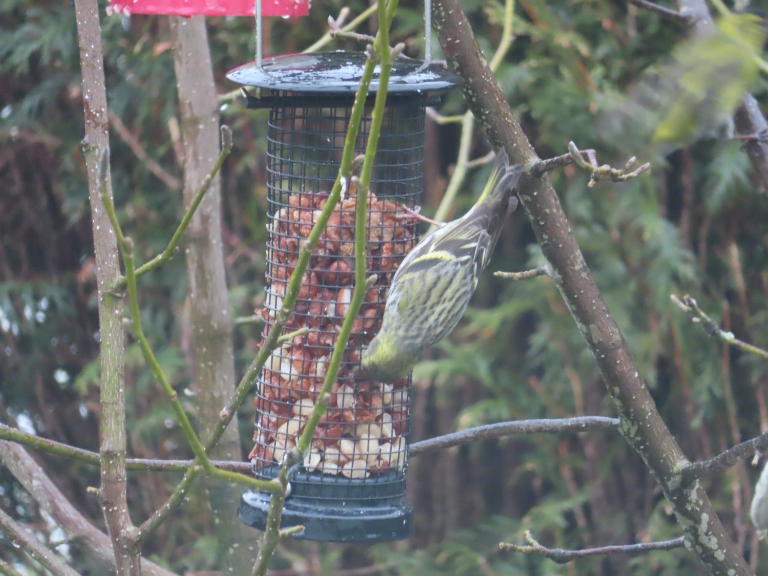 livebirdspoland_eb50917a40c75bc031130a30d8c38d2c.jpg