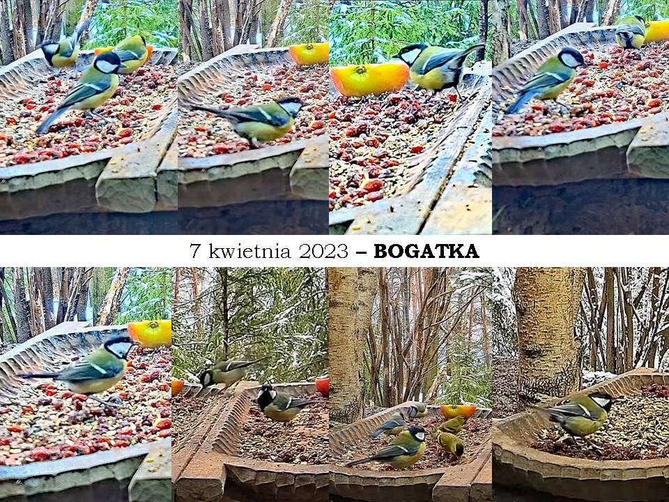 livebirdspoland_f78f638d7b0d0456634969aad9d29a20.jpg