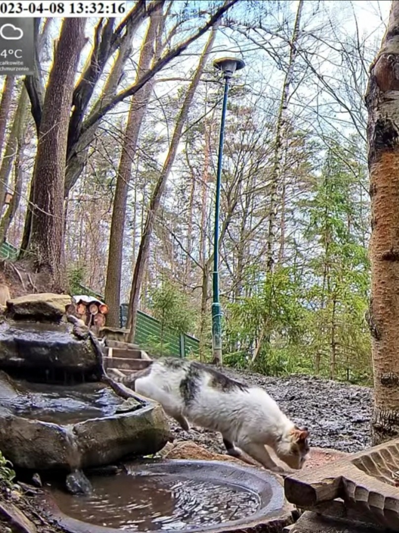 livebirdspoland_bb40f6385a022b7e9f2f2a0e5a791bc7.jpg