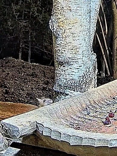 livebirdspoland_cfa9ccbedbf3eb11cedfacae8d51260c.jpg